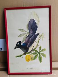 Quadro Stampa Litografica Vintage 