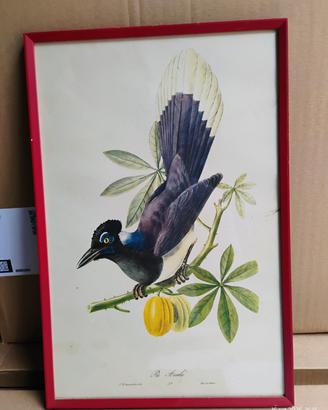 Quadro Stampa Litografica Vintage 