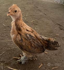 Pulcini di nana calzata