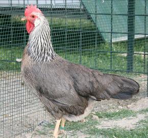 Livornesi collo argento