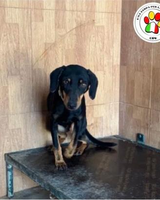 SCOOBY hai solo un anno