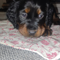 Cucciolata setter gordon