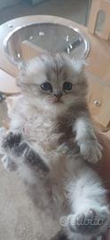 Gatti-gattini-cuccioli-animali-persiano-persiani