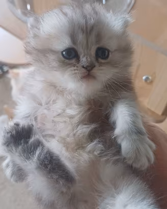Gatti-gattini-cuccioli-animali-persiano-persiani