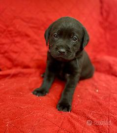 Cuccioli Labrador retriver