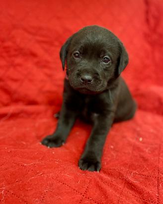 Cuccioli Labrador retriver