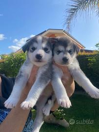 Cuccioli di husky