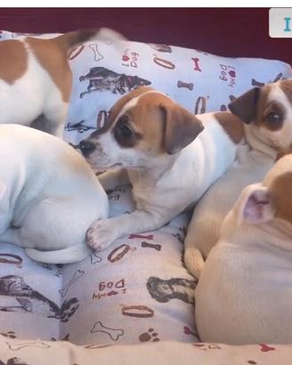 Jack Russell cuccioli