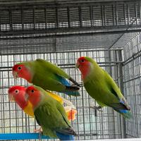 Inseparabili Agapornis Roseicollis