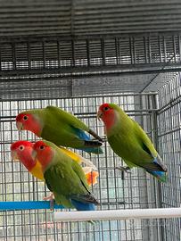 Inseparabili Agapornis Roseicollis