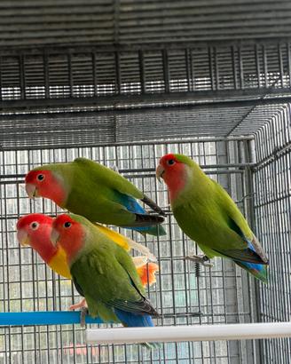 Inseparabili Agapornis Roseicollis