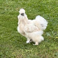 Gallo moroseta silkie 1 anno pelle nera
