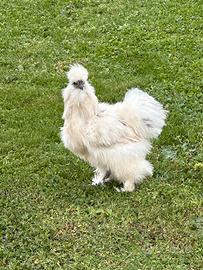 Gallo moroseta silkie 1 anno pelle nera
