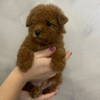 Cuccioli di barboncino toy