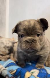 Bulldog francese fluffy