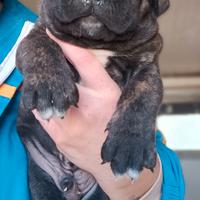 Cuccioli cane corso
