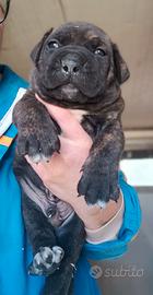 Cuccioli cane corso