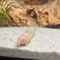 Coppia corydoras maschio e femmina