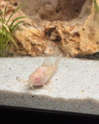 Coppia corydoras maschio e femmina