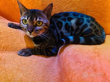  Gattina Bengala dolcissima 