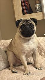 Carlino