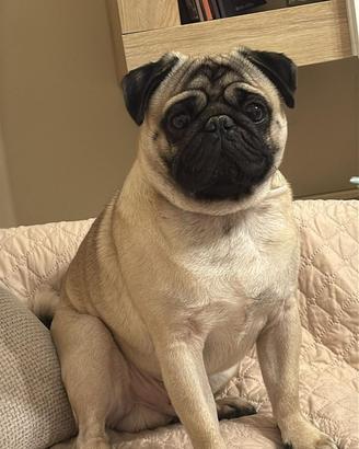 Carlino