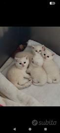 Gatti di razza british shorthair