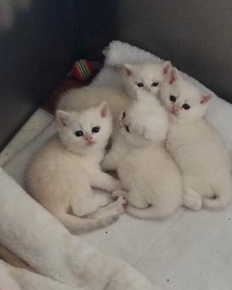 Gatti di razza british shorthair