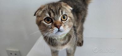 scottish fold