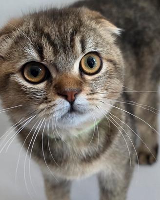 scottish fold