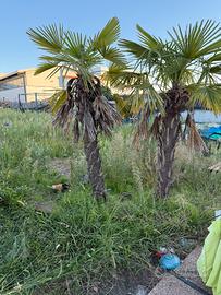 Palme