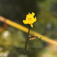 Utricularia australis - pianta acquatica 
