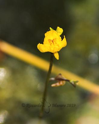 Utricularia australis - pianta acquatica 