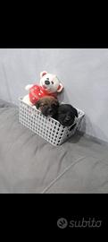 Cuccioli di Spitz mix chihuahua toy