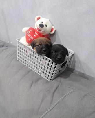 Cuccioli di Spitz mix chihuahua toy