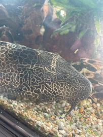 Pesce pleco