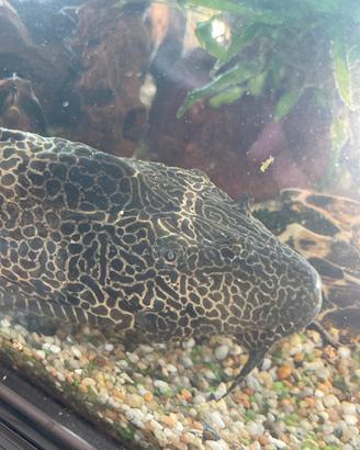 Pesce pleco