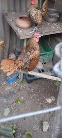 Galline ornamentali
