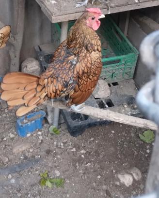 Galline ornamentali