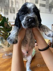 Cuccioli di cocker