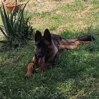 Cucciolo di pastore tedesco con pedegree