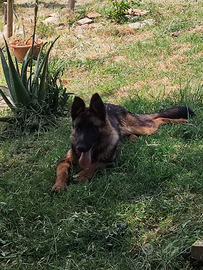Cucciolo di pastore tedesco con pedegree