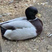 Anatre mignon call duck