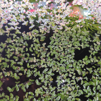 Lemna minor pianta acquario