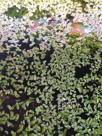 Lemna minor pianta acquario