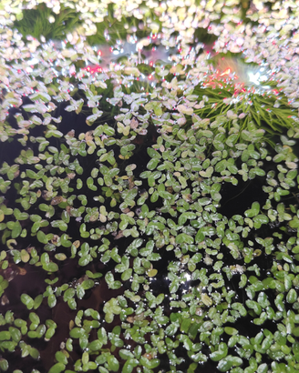 Lemna minor pianta acquario