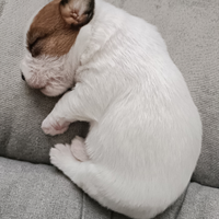 Jack Russell terrier campioni