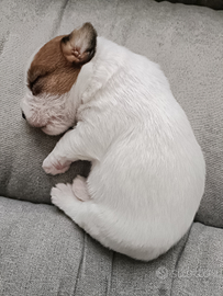 Jack Russell terrier campioni