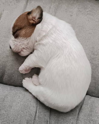 Jack Russell terrier campioni