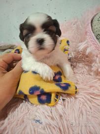 Cuccioli Shitzu